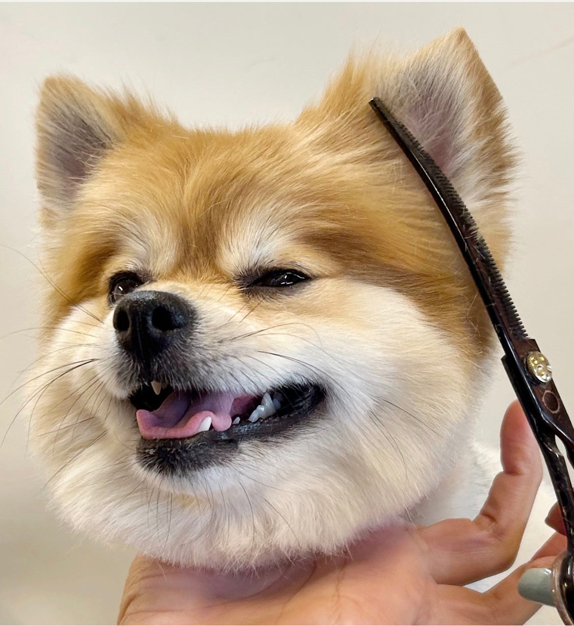 Grooming